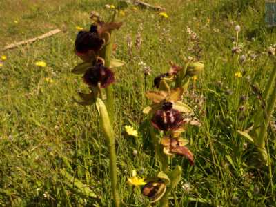 Le prime orchidee che scoviamo sono le Ophrys passionis, cos� chiamate perch� fioriscono nei giorni precedenti alla Pasqua. Si tratta di fiori piccolissimi, quanto una moneta da 50 centesimi, con i petali distribuiti su uno stelo sottile e verde chiaro che non supera i 20 centimetri di altezza